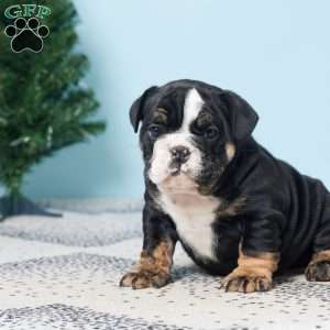 DANA, English Bulldog Puppy